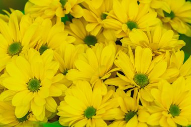 Sarı papatya çiçek arka plan