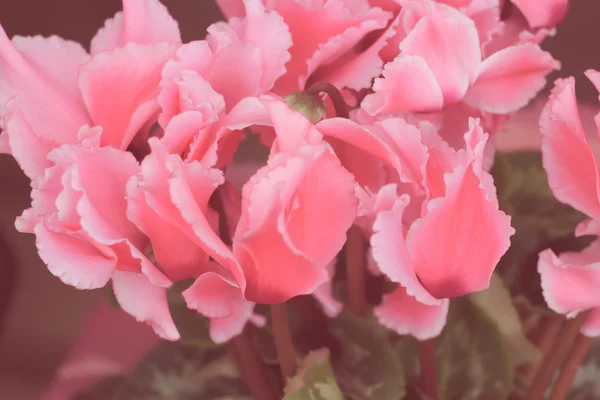 Siklamen bitkinin çiçek açması Vintage bir görünüm — Stok fotoğraf