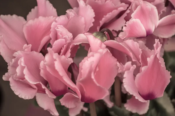 Çiçek açması, vintage bir görünüm pembe renk Siklamen — Stok fotoğraf