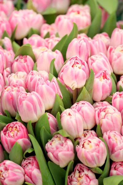 Primavera rosa tulipa floral fundo — Fotografia de Stock