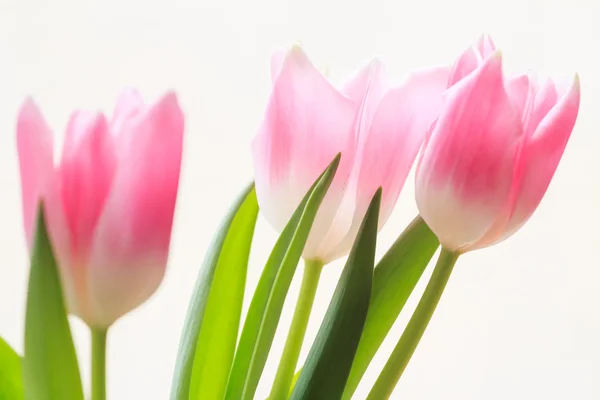 Flores suaves de tulipas rosa árvore — Fotografia de Stock