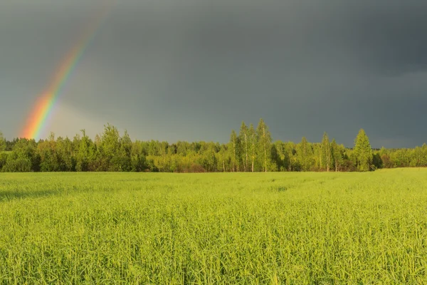 Duhová obloha nad poli a lesem po bouři — Stock fotografie