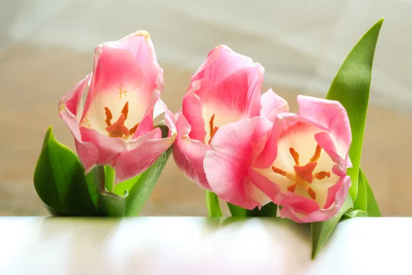 Tulipani rosa e white card per testo — Foto Stock