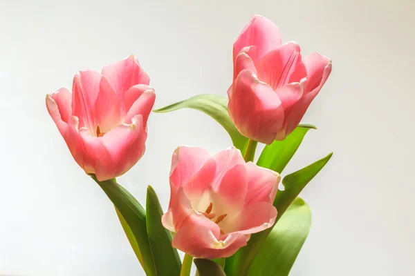 嫩粉色郁金香花朵 — 图库照片