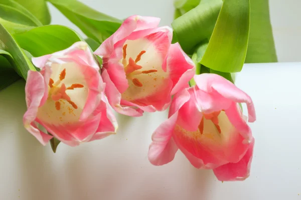 Fiori di tulipani rosa morbidi primo piano vista — Foto Stock