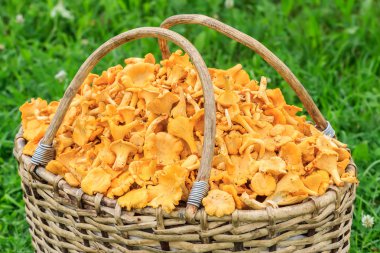 taze kesilmiş chanterelles Willow sepeti