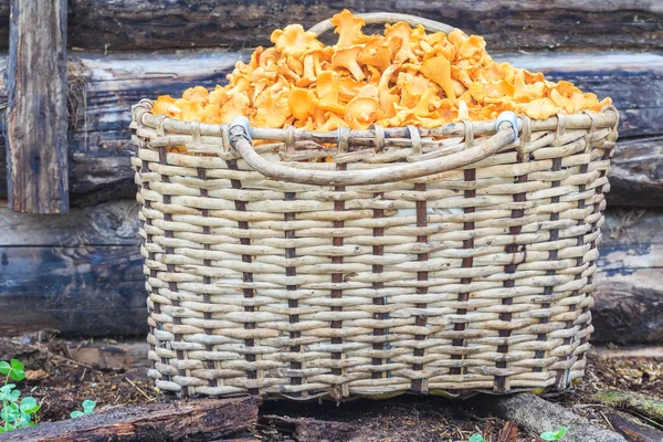 Basket of mushrooms at timbered background — Stock Photo, Image