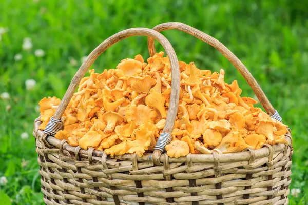 Wicker willow basket of freshly cut mushrooms — Stock Photo, Image