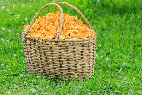 Basket of freshly cut chanterelle mushrooms — Stock Photo, Image