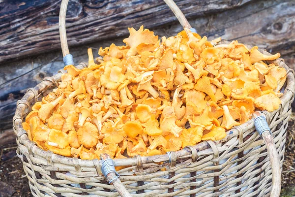 Basket of chanterelles at timbered background — Stock Photo, Image