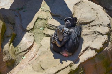 Hayvanat bahçesindeki maymun