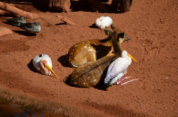 Cerfs et oiseaux — Photo