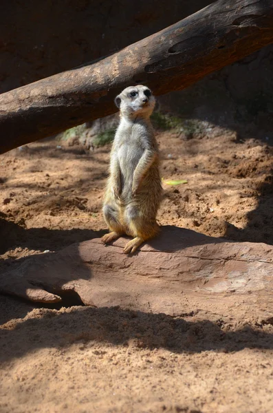 Mongoose Timon hakuna matata — Stock fotografie