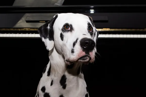 piyanoda Dalmaçyalı