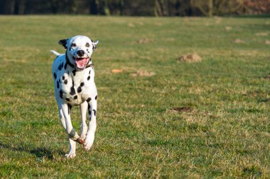 Dalmatiner im Lauf