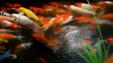 koi sazan balığı.