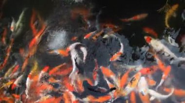 koi sazan balığı.