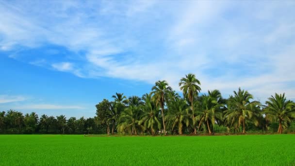 Campo di riso e albero di cocco, time lapse zoom out — Video Stock