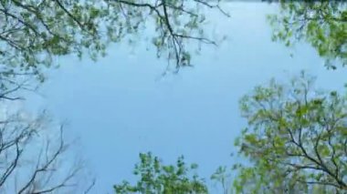 ağaç ve mavi gökyüzü, sunroof görünümünden