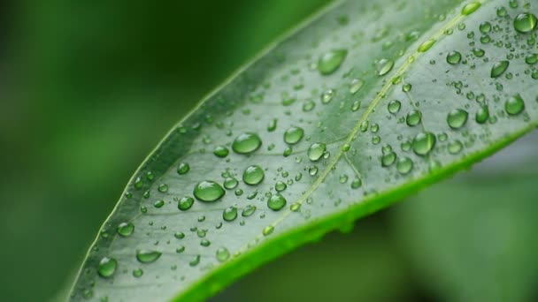 gouttes d'eau sur feuille verte