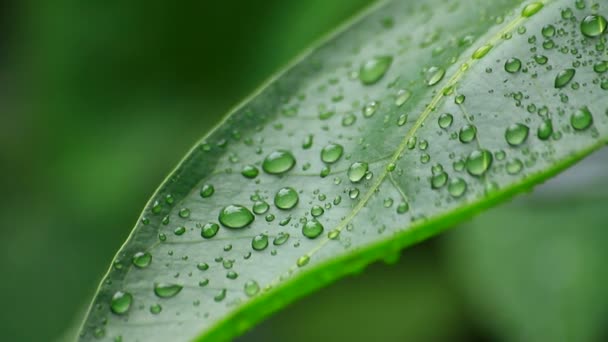 Gotas de agua en hoja verde — Vídeos de Stock