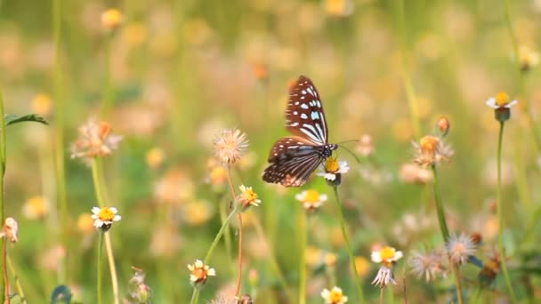 Бабочка на цветке — стоковое видео