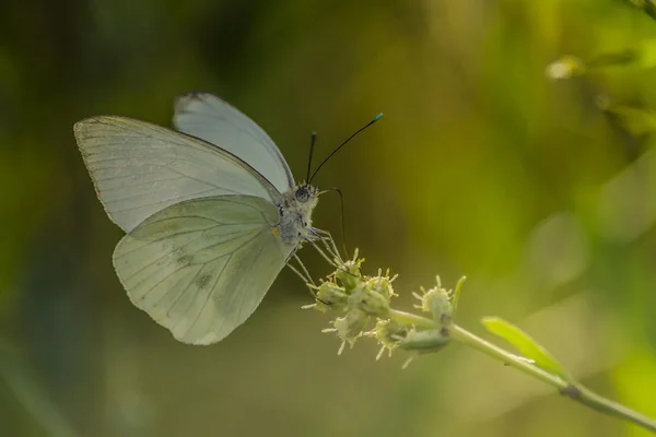 एक twig पर ग्रीन तितली — स्टॉक फ़ोटो, इमेज