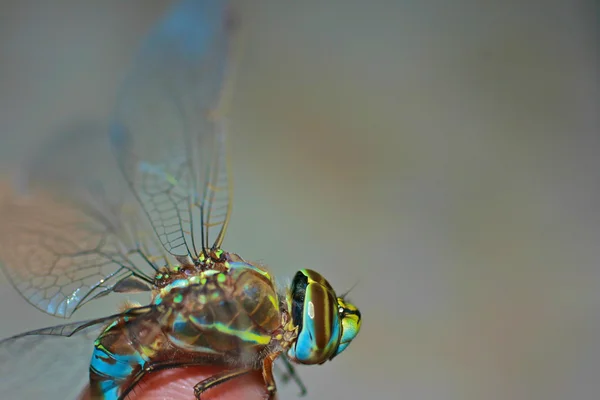 Libelle aus nächster Nähe — Stockfoto