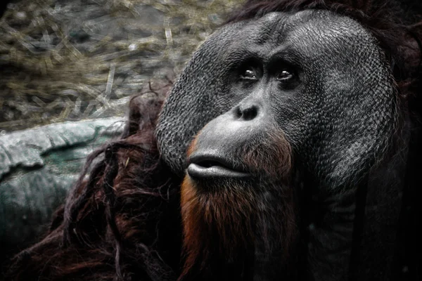 Orang-Utan schaut zur Seite Stockfoto