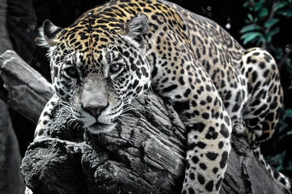 Leopard liegt auf einem Baumstamm lizenzfreie Stockfotos