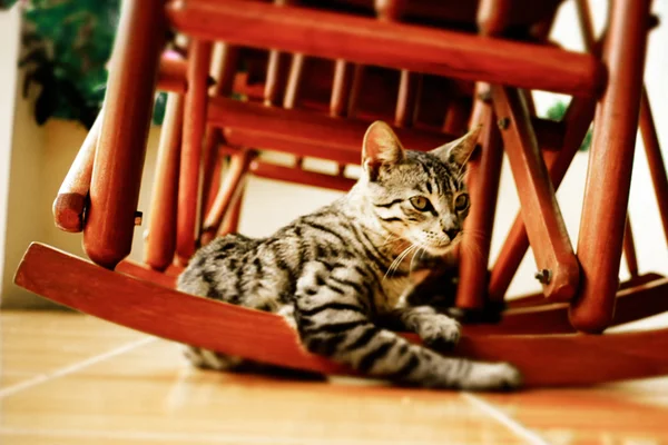Little cat under a red rocking chair — Stock Photo, Image
