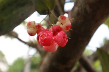 Ağaçta kırmızı su gülü elma meyvesi