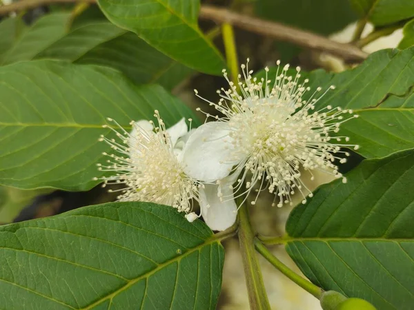 Psidium Guajava花の詳細を見る — ストック写真