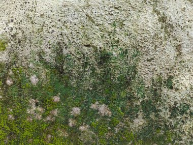 Yosunlu eski beton duvar. Arkaplan Dokusu