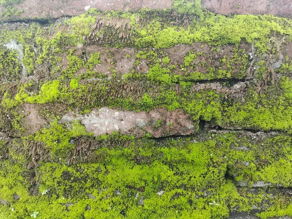 Alte Ziegelmauer Mit Grünem Moos Hintergrund Textur — Stockfoto