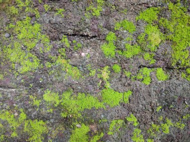 Yeşil yosunlu eski beton duvar. arkaplan dokusu