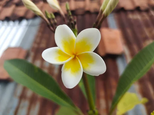 Vista Superior Flor Branca Plumeria Foco Seletivo — Fotografia de Stock