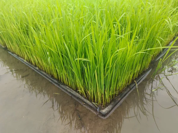 Ομάδα Μικρών Φυτών Ρυζιού Φρέσκο Πράσινο Χρώμα Νεαρά Φυτά Ρυζιού — Φωτογραφία Αρχείου