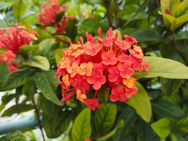 Close Vista Vermelho Ixora Chinese Flor — Fotografia de Stock