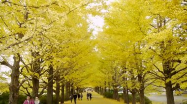 Sarı ginkgo ağaçları Japonya'da yürürken insanlar