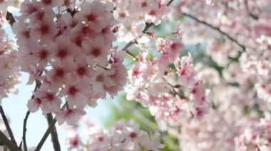 Sakura kiraz çiçekleri