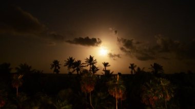 ay gece yucatan Yarımadası Meksika tropikal ormanda