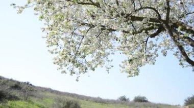 Sakura-kiraz çiçekleri