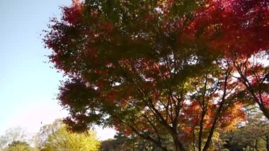 Japon akçaağaç