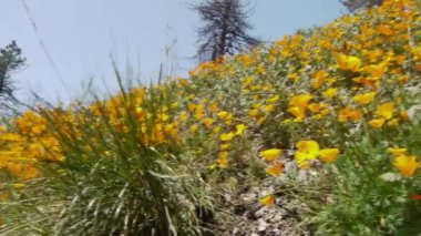 California kır çiçekleri