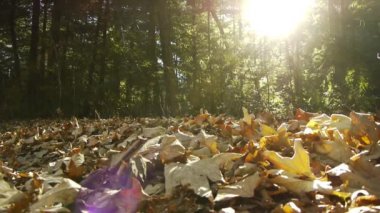 Orman zemininde düşen yapraklar