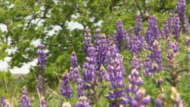 California kır çiçekleri