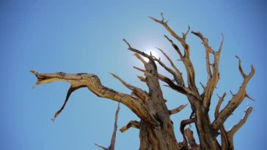 Antik bristlecone çam ağacı