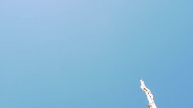 Antik bristlecone çam ağacı