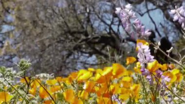 California kır çiçekleri